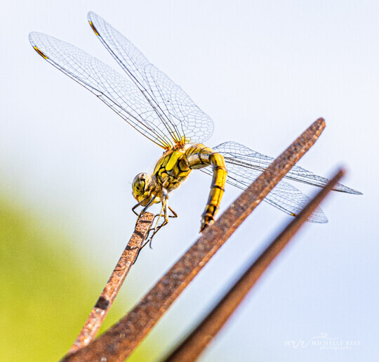 nature0034 
 Nature Photos 
 Keywords: www.michellereesphotography.com, 07855949615, plants and animals, plants, animals, flowers, petals, leaves, nature, chelmsford photographer, essex photographer, wildlife, birds, insects, trees, sky, clouds, sea, ocean, seaside, beach, boats, water, aurora, full moon, fern, blossom, bluebell, shooting stars, perseids, dragon flies, cricket, robin, great tit bird, safari, lions, rhino, babboon, frost, anwick castle, forest, lake,