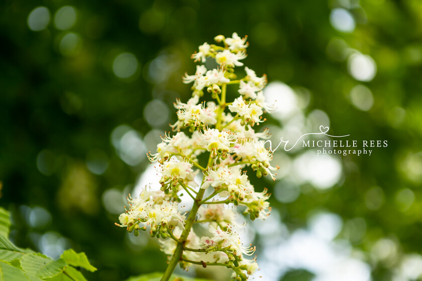 nature0092 
 Nature Photos 
 Keywords: www.michellereesphotography.com, 07855949615, plants and animals, plants, animals, flowers, petals, leaves, nature, chelmsford photographer, essex photographer, wildlife, birds, insects, trees, sky, clouds, sea, ocean, seaside, beach, boats, water, aurora, full moon, fern, blossom, bluebell, shooting stars, perseids, dragon flies, cricket, robin, great tit bird, safari, lions, rhino, babboon, frost, anwick castle, forest, lake,