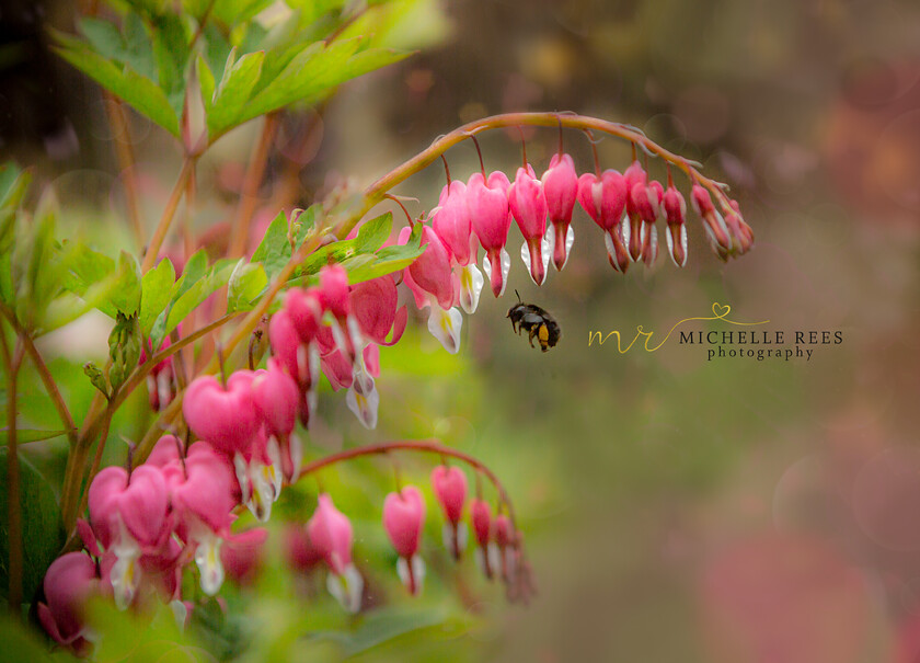 nature0001 
 Nature Photos 
 Keywords: www.michellereesphotography.com, 07855949615, plants and animals, plants, animals, flowers, petals, leaves, nature, chelmsford photographer, essex photographer, wildlife, birds, insects, trees, sky, clouds, sea, ocean, seaside, beach, boats, water, aurora, full moon, fern, blossom, bluebell, shooting stars, perseids, dragon flies, cricket, robin, great tit bird, safari, lions, rhino, babboon, frost, anwick castle, forest, lake,