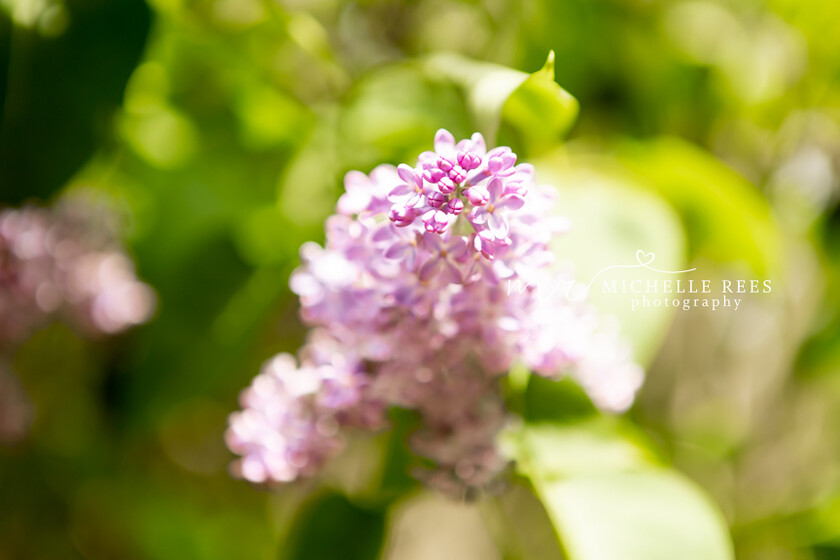 nature0093 
 Nature Photos 
 Keywords: www.michellereesphotography.com, 07855949615, plants and animals, plants, animals, flowers, petals, leaves, nature, chelmsford photographer, essex photographer, wildlife, birds, insects, trees, sky, clouds, sea, ocean, seaside, beach, boats, water, aurora, full moon, fern, blossom, bluebell, shooting stars, perseids, dragon flies, cricket, robin, great tit bird, safari, lions, rhino, babboon, frost, anwick castle, forest, lake,