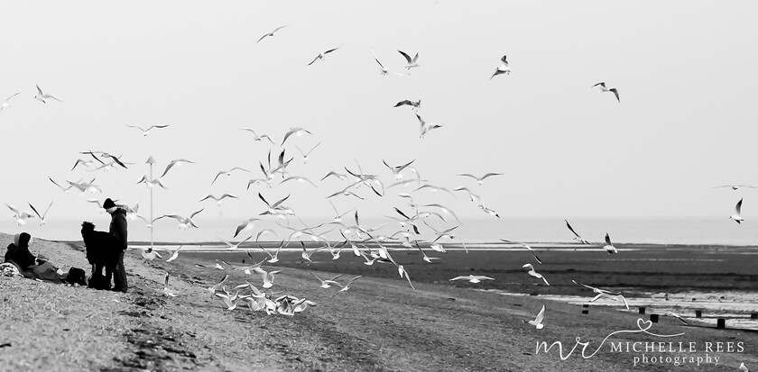 nature0047 
 Nature Photos 
 Keywords: www.michellereesphotography.com, 07855949615, plants and animals, plants, animals, flowers, petals, leaves, nature, chelmsford photographer, essex photographer, wildlife, birds, insects, trees, sky, clouds, sea, ocean, seaside, beach, boats, water, aurora, full moon, fern, blossom, bluebell, shooting stars, perseids, dragon flies, cricket, robin, great tit bird, safari, lions, rhino, babboon, frost, anwick castle, forest, lake,