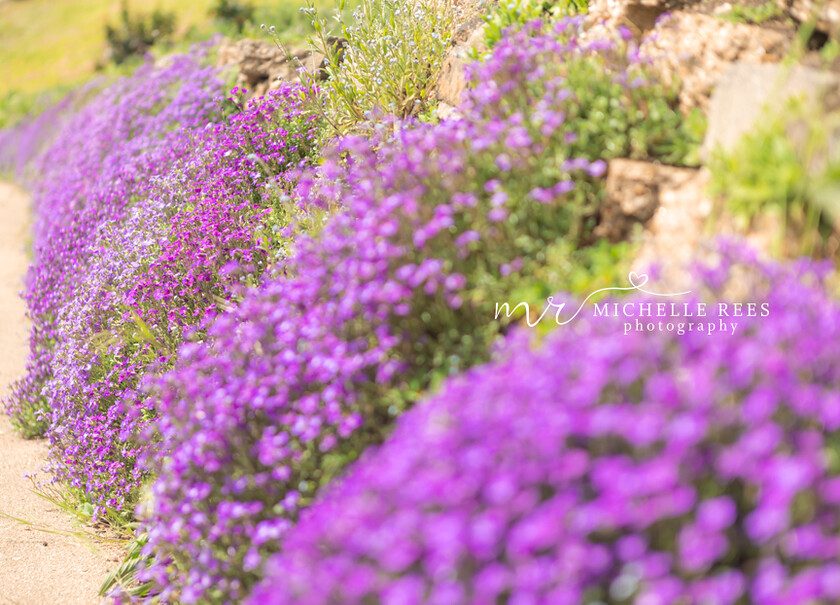 nature0094 
 Nature Photos 
 Keywords: www.michellereesphotography.com, 07855949615, plants and animals, plants, animals, flowers, petals, leaves, nature, chelmsford photographer, essex photographer, wildlife, birds, insects, trees, sky, clouds, sea, ocean, seaside, beach, boats, water, aurora, full moon, fern, blossom, bluebell, shooting stars, perseids, dragon flies, cricket, robin, great tit bird, safari, lions, rhino, babboon, frost, anwick castle, forest, lake,