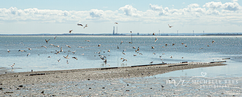 nature0061 
 Nature Photos 
 Keywords: www.michellereesphotography.com, 07855949615, plants and animals, plants, animals, flowers, petals, leaves, nature, chelmsford photographer, essex photographer, wildlife, birds, insects, trees, sky, clouds, sea, ocean, seaside, beach, boats, water, aurora, full moon, fern, blossom, bluebell, shooting stars, perseids, dragon flies, cricket, robin, great tit bird, safari, lions, rhino, babboon, frost, anwick castle, forest, lake,