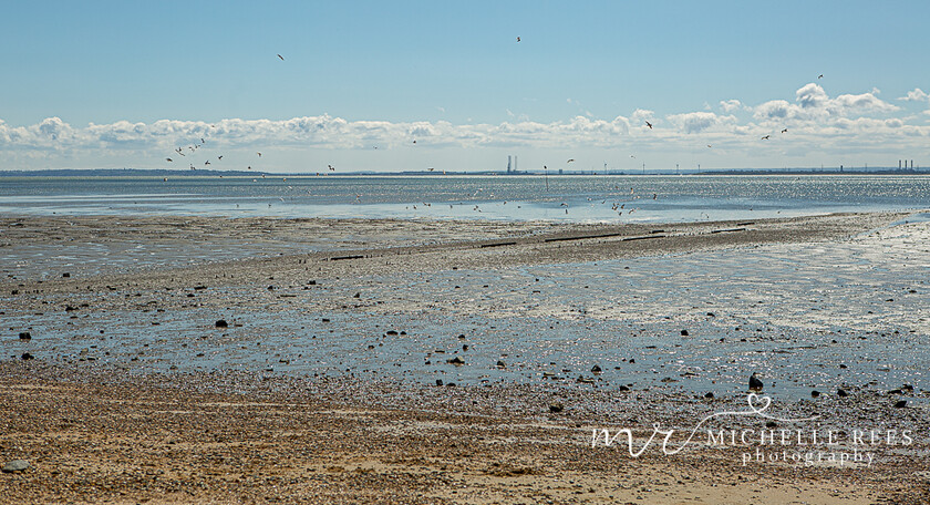 nature0060 
 Nature Photos 
 Keywords: www.michellereesphotography.com, 07855949615, plants and animals, plants, animals, flowers, petals, leaves, nature, chelmsford photographer, essex photographer, wildlife, birds, insects, trees, sky, clouds, sea, ocean, seaside, beach, boats, water, aurora, full moon, fern, blossom, bluebell, shooting stars, perseids, dragon flies, cricket, robin, great tit bird, safari, lions, rhino, babboon, frost, anwick castle, forest, lake,