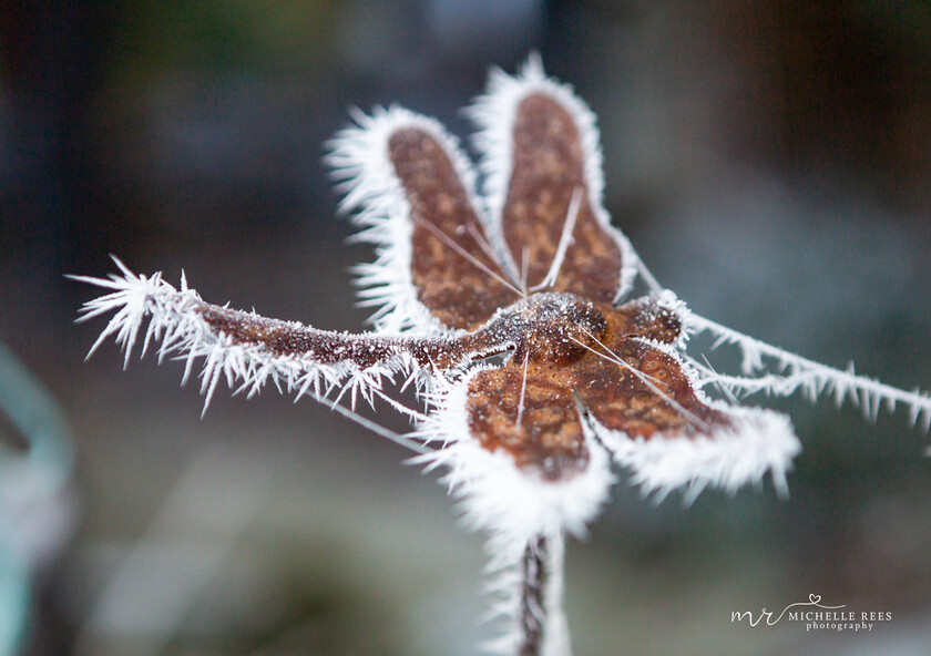 nature0065 
 Nature Photos 
 Keywords: www.michellereesphotography.com, 07855949615, plants and animals, plants, animals, flowers, petals, leaves, nature, chelmsford photographer, essex photographer, wildlife, birds, insects, trees, sky, clouds, sea, ocean, seaside, beach, boats, water, aurora, full moon, fern, blossom, bluebell, shooting stars, perseids, dragon flies, cricket, robin, great tit bird, safari, lions, rhino, babboon, frost, anwick castle, forest, lake,