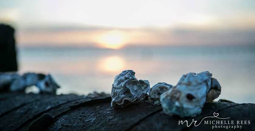 nature0044 
 Nature Photos 
 Keywords: www.michellereesphotography.com, 07855949615, plants and animals, plants, animals, flowers, petals, leaves, nature, chelmsford photographer, essex photographer, wildlife, birds, insects, trees, sky, clouds, sea, ocean, seaside, beach, boats, water, aurora, full moon, fern, blossom, bluebell, shooting stars, perseids, dragon flies, cricket, robin, great tit bird, safari, lions, rhino, babboon, frost, anwick castle, forest, lake,