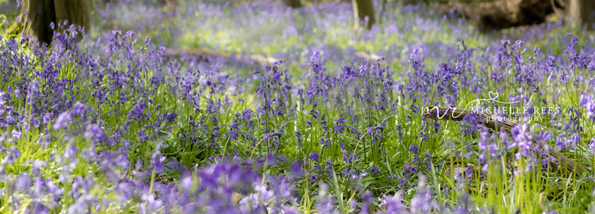 nature0091 
 Nature Photos 
 Keywords: www.michellereesphotography.com, 07855949615, plants and animals, plants, animals, flowers, petals, leaves, nature, chelmsford photographer, essex photographer, wildlife, birds, insects, trees, sky, clouds, sea, ocean, seaside, beach, boats, water, aurora, full moon, fern, blossom, bluebell, shooting stars, perseids, dragon flies, cricket, robin, great tit bird, safari, lions, rhino, babboon, frost, anwick castle, forest, lake,